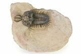 Short-Fork Walliserops Hammi Trilobite - Foum Zguid, Morocco #316431-3